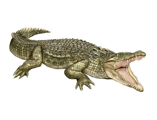 Крокодил на белом фоне