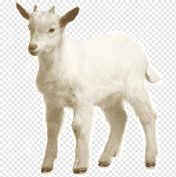 Козел на белом фоне