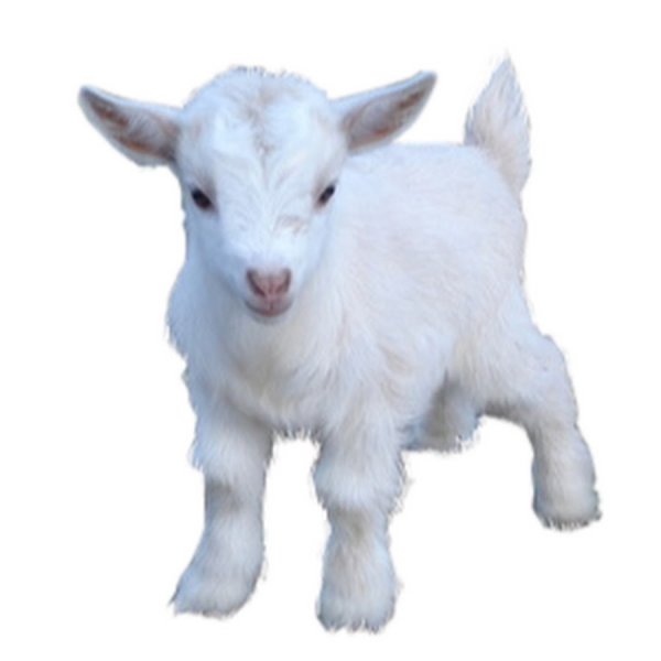 Козленок для детей