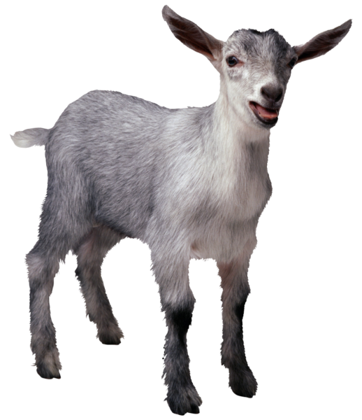 Козленок на белом фоне