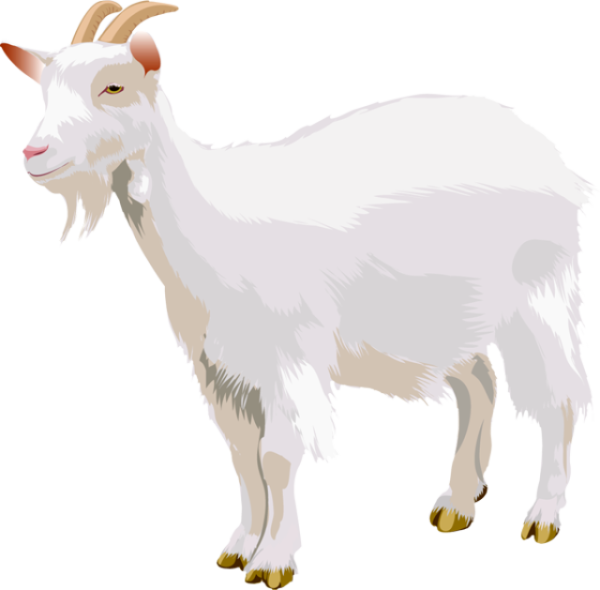 Коза на белом фоне