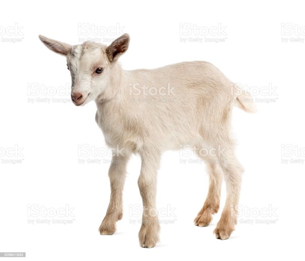 Карточки козленок