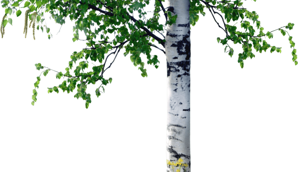 Фон для презентации Березка