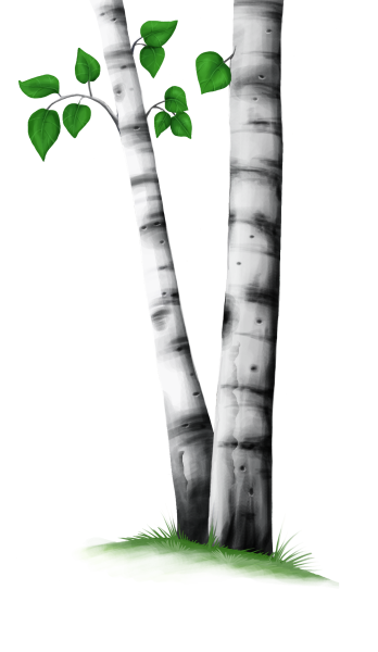 Ствол березы