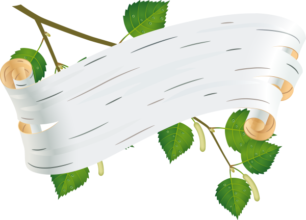 Березовая кора на прозрачном фоне