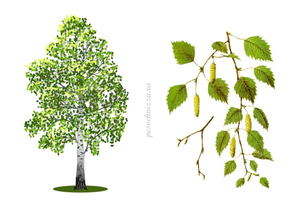 Береза прямостоячая