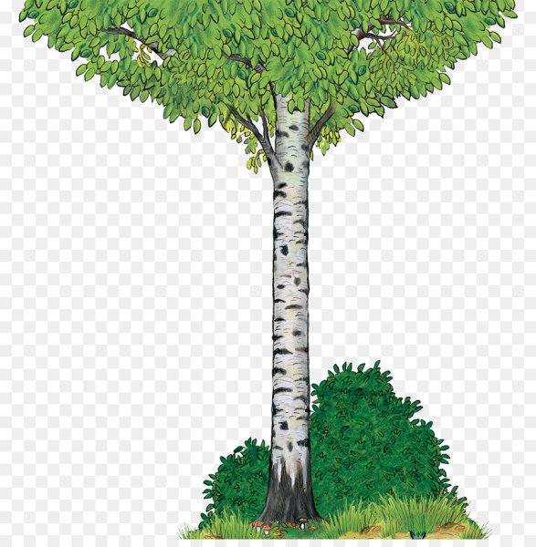 Береза на прозрачном фоне