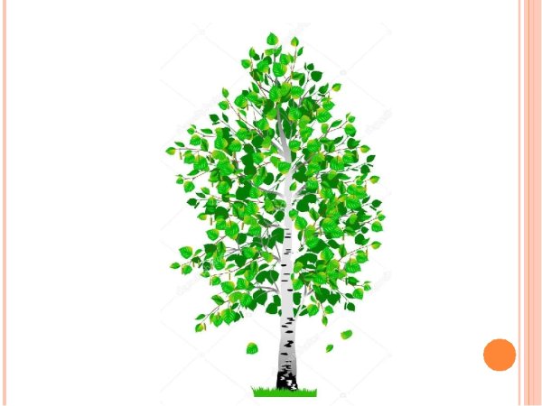 Береза на прозрачном фоне