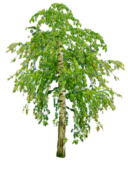 Дерево береза