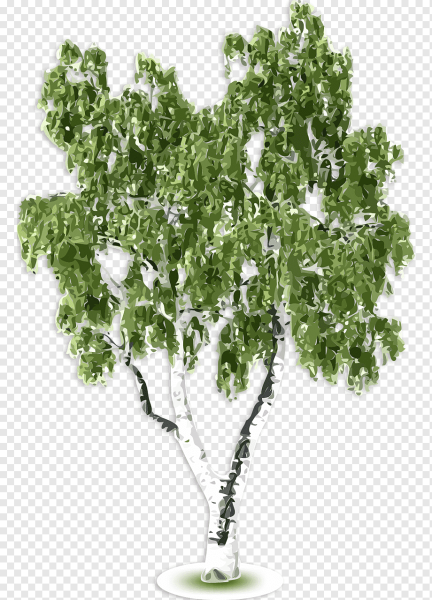 Береза на прозрачном фоне