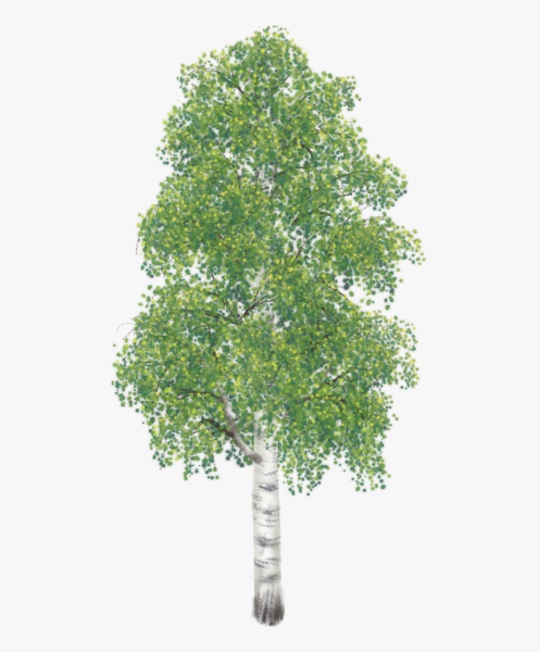 Береза без фона