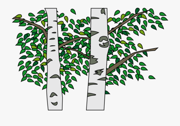 Березка рисунок