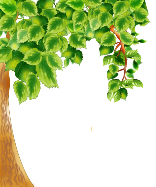 Береза на прозрачном фоне