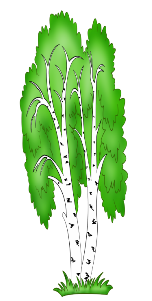 Береза рисунок
