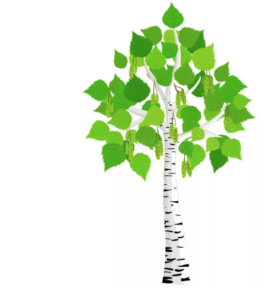 Береза для детей