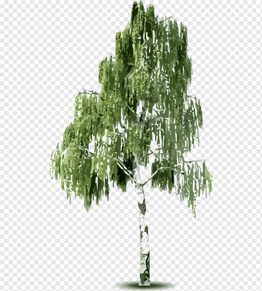 Дерево береза