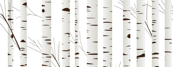 Ствол березы