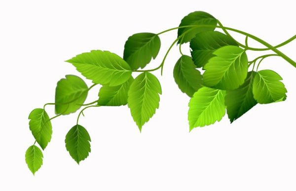 Березовая веточка с листьями