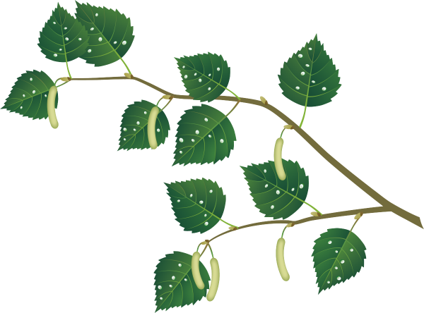 Березовая ветка