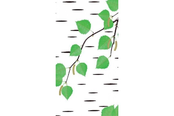 Ствол березы на прозрачном фоне