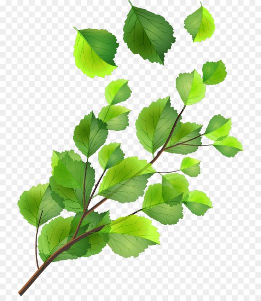 Ветки береза