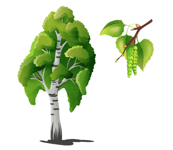 Береза для дошкольников