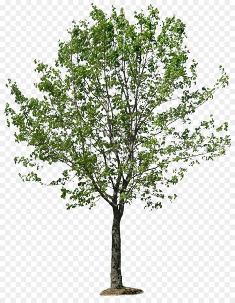 Дерево береза