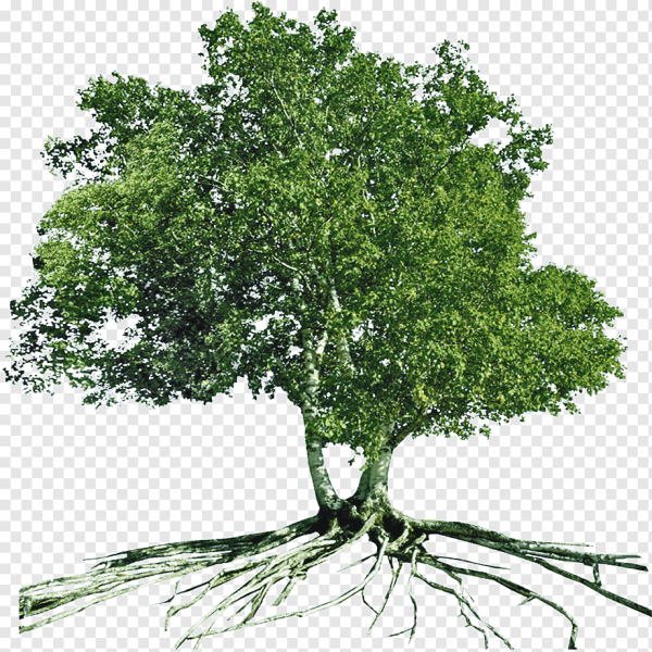 Деревья зеленые береза на белом фоне