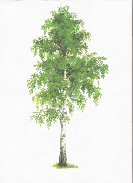 Береза для детей