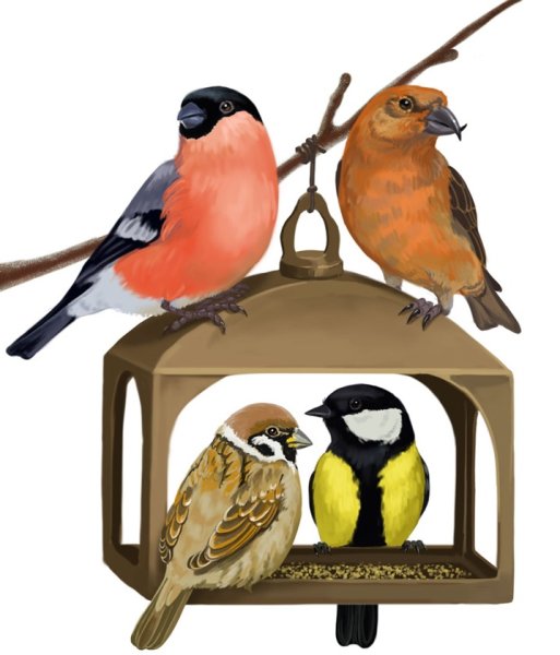 Зимующие птицы на кормушке