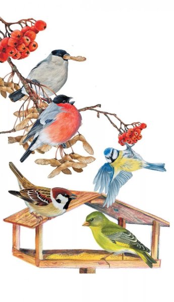 Иллюстрации с изображением птиц