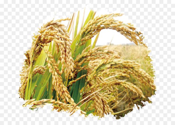 Минус один миска рис