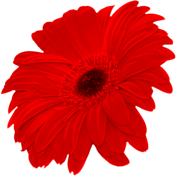 Трансваальская Маргаритка