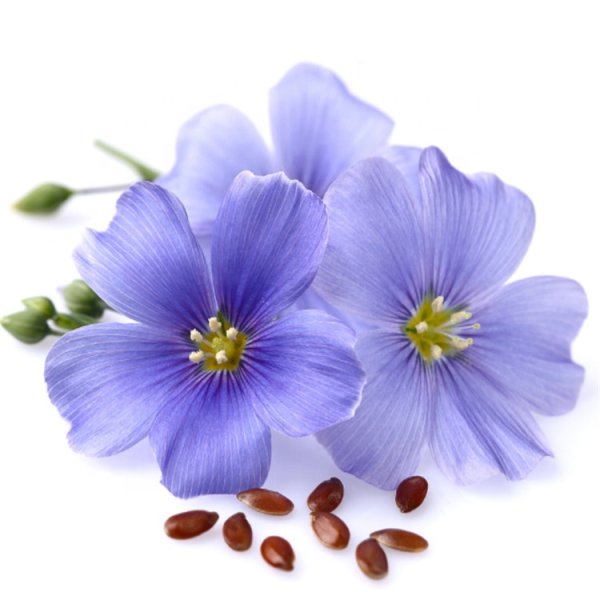 Лен на белом фоне