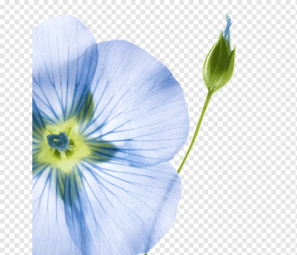 Лен на белом фоне