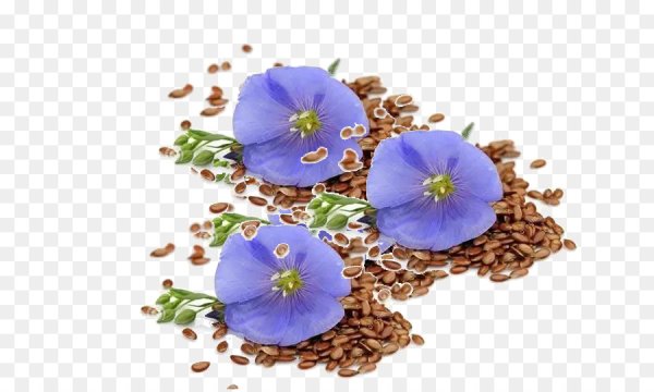 Лен на белом фоне