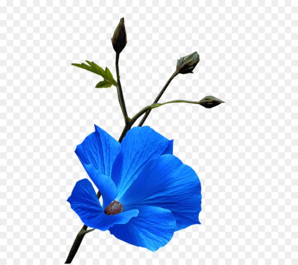 Цветок льна без фона