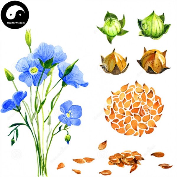 Лен посевной Фармакогнозия семена