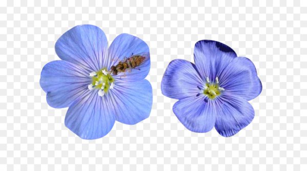 Цветок льна на белом фоне