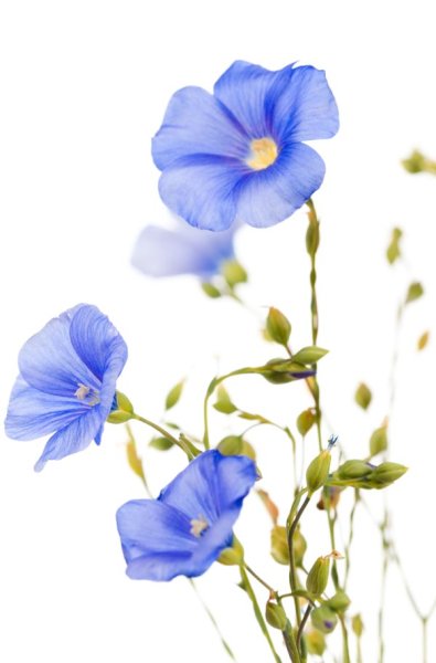 Лен на белом фоне