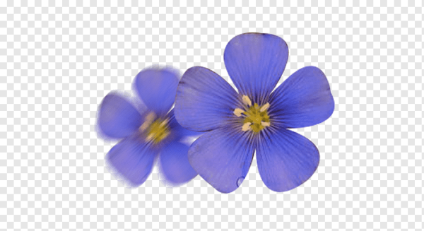 Цветок льна вектор