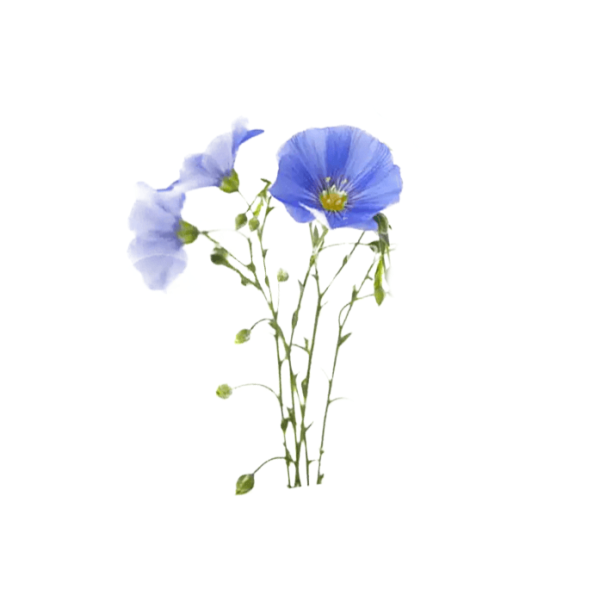 Флаволигнаны что это у льна