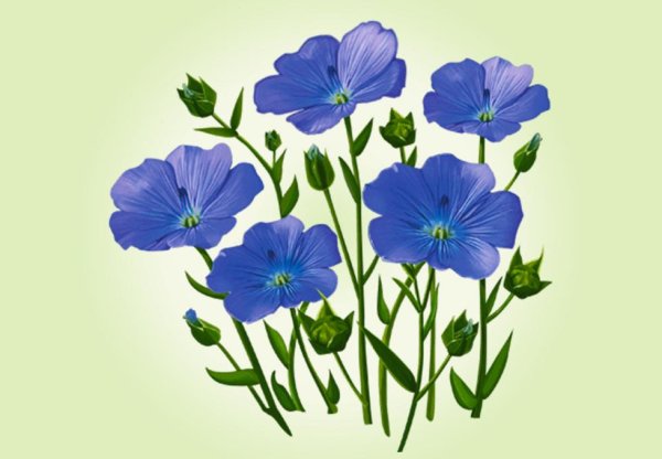 Лен для детей