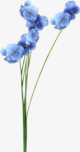 Синие цветы на прозрачном фоне