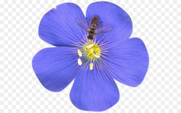 Цветы льна на прозрачном фоне