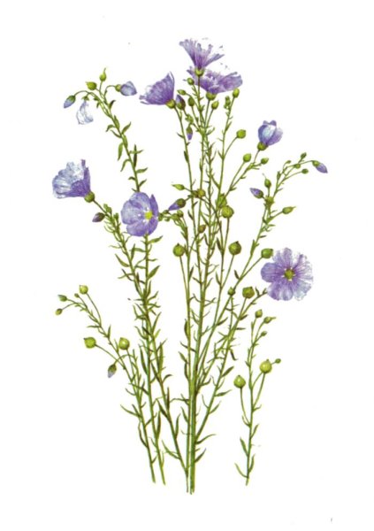 Лён обыкновенный