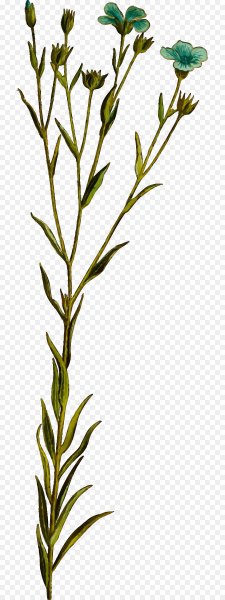 Веточка льна масличного