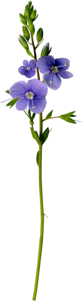 Цветы с длинным стеблем