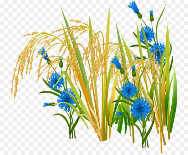 Васильки и колосья