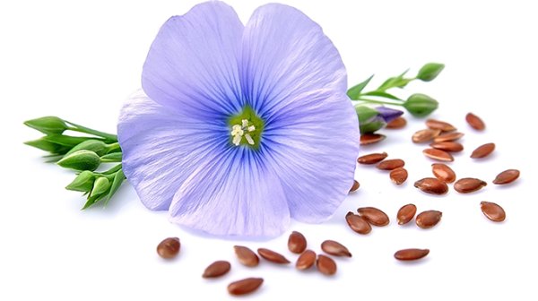 Лен на белом фоне